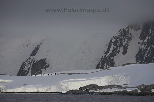 Hovgaard Island_MG_8911