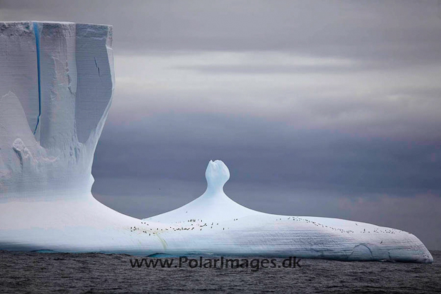 Iceberg with Chinstraps_MG_1959