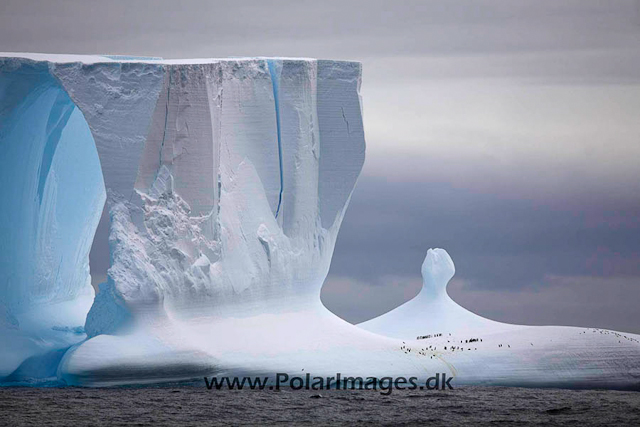 Iceberg with Chinstraps_MG_1966