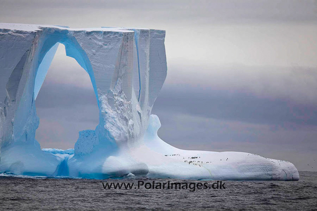 Iceberg with Chinstraps_MG_1973