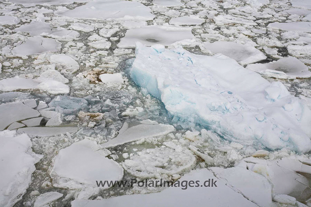 Pack ice algae_MG_6150