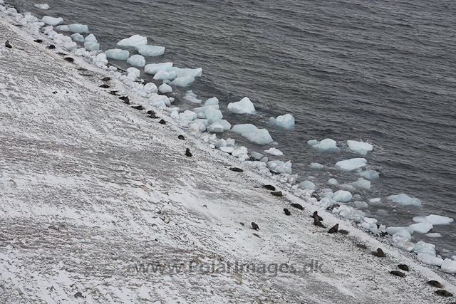 Paulet Island, March_MG_2655