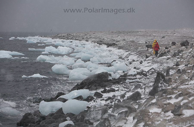 Paulet Island, March_MG_2749