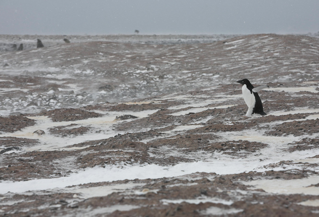 Paulet Island, March_MG_2768