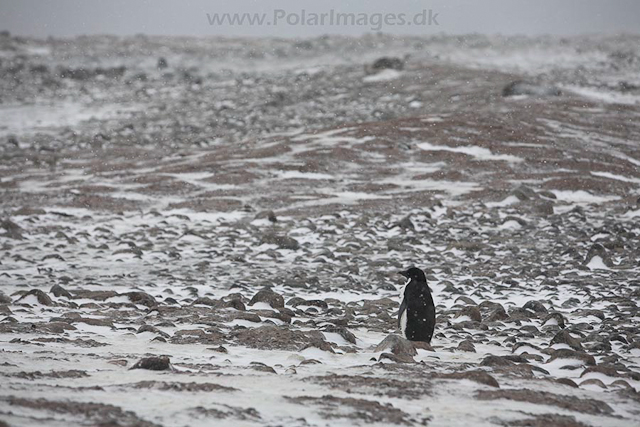 Paulet Island, March_MG_2778