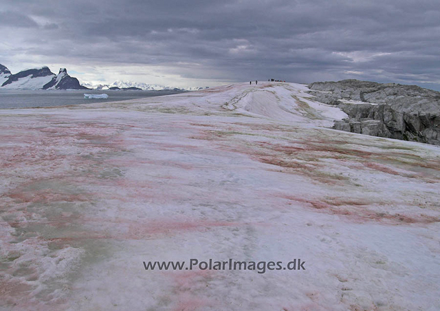 Petermann snow algae 0763