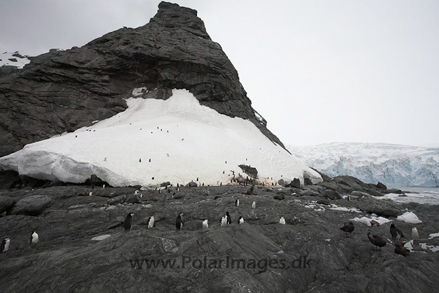 Point Wild, Elephant Island_MG_0039