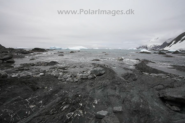 Point Wild, Elephant Island_MG_0043