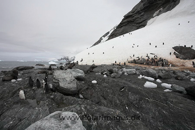 Point Wild, Elephant Island_MG_0058