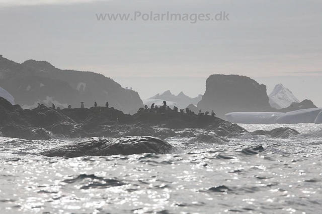 Point Wild, Elephant Island_MG_0144