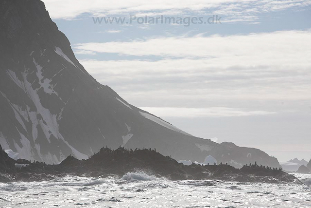 Point Wild, Elephant Island_MG_0153