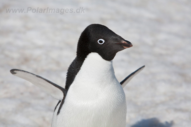 Adelie Penguin_MG_4949