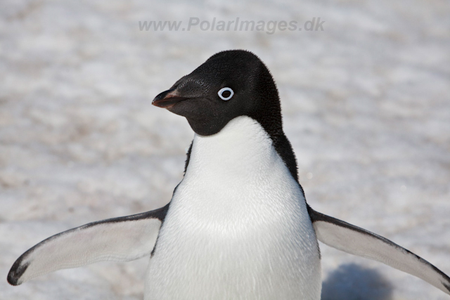 Adelie Penguin_MG_4950