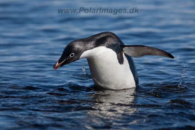 Adelie Penguin_MG_6730