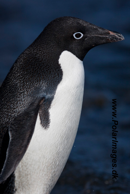 Adelie Penguin_MG_6738