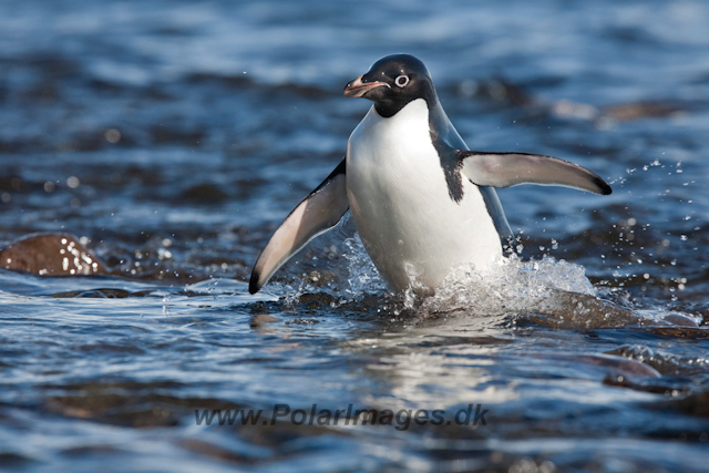 Adelie Penguin_MG_6755