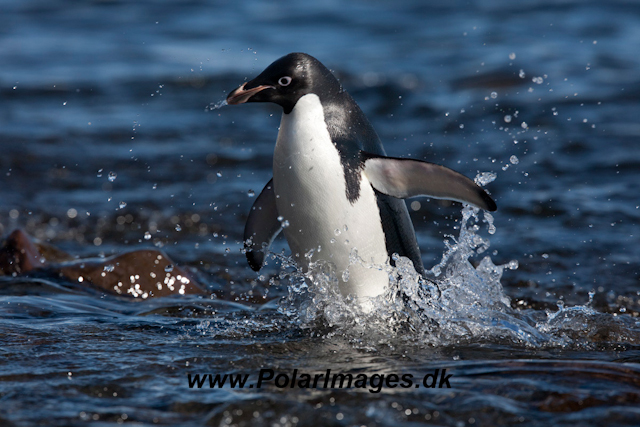 Adelie Penguin_MG_6756