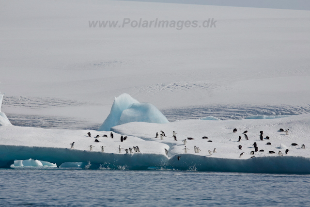 Adelie Penguin_MG_6777