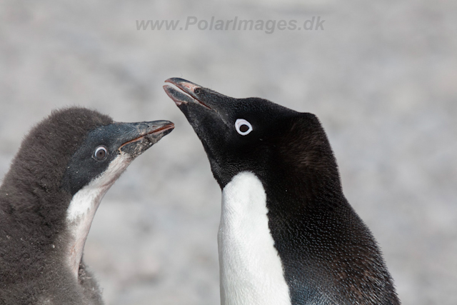 Adelie Penguin_MG_6833