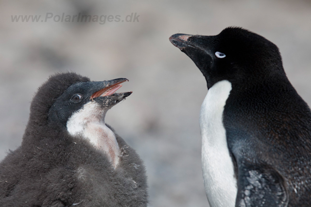 Adelie Penguin_MG_6857