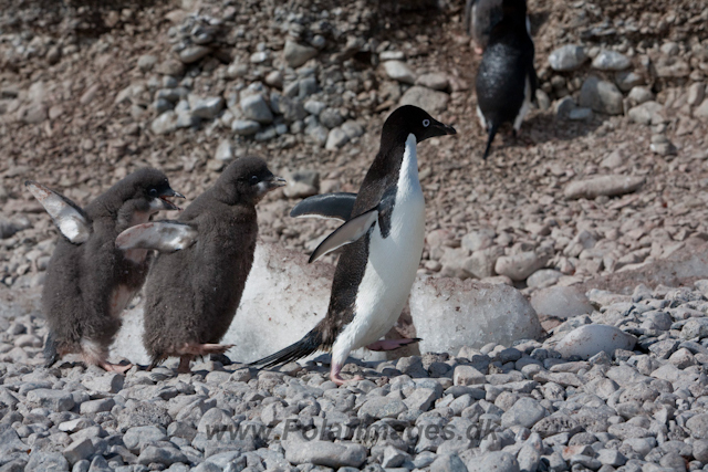 Adelie Penguin_MG_6884