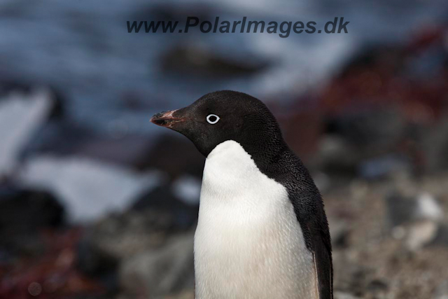 Adelie Penguin_MG_7035