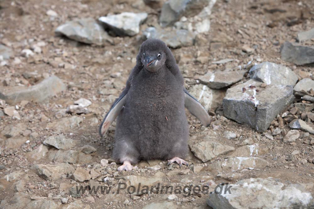 Adelie Penguin chick, Devil Island_MG_7017