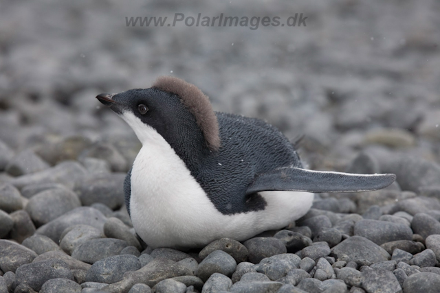 Adelie Penguin fledgling, Brown Bluff_MG_8631