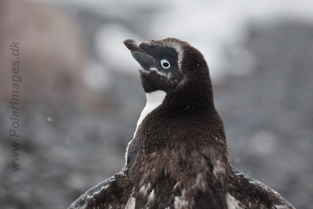 Adelie Penguin molting, Brown Bluff_MG_8584