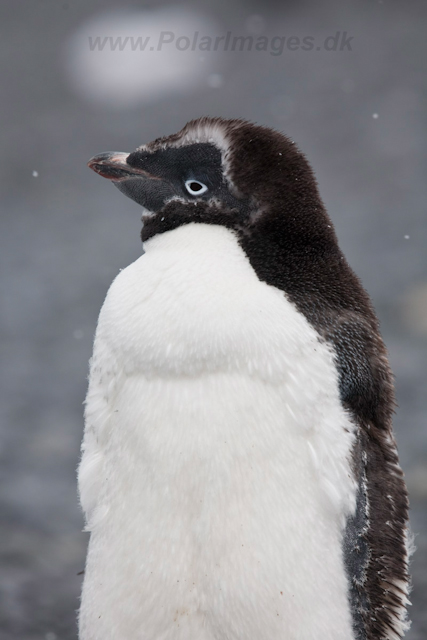 Adelie Penguin molting, Brown Bluff_MG_8596