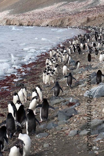 Adelie Penguins, Devil Island_MG_6988