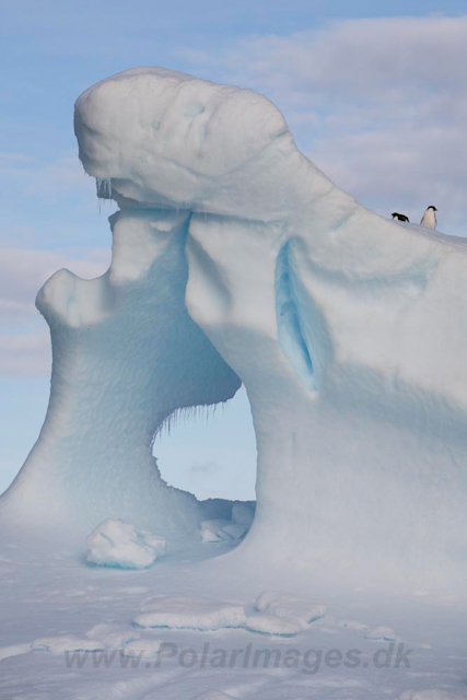 Adelie Penguins_MG_7088