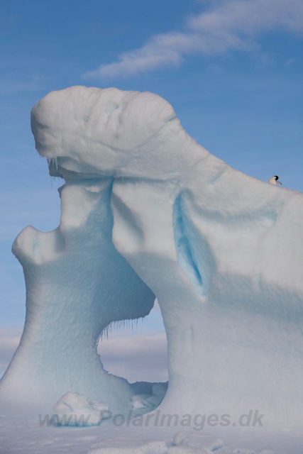 Adelie Penguins_MG_7112