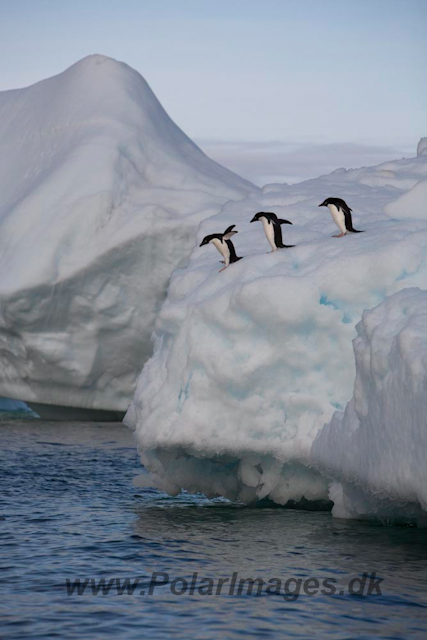 Adelie Penguins_MG_7116