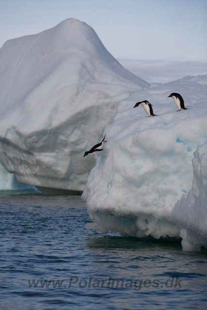 Adelie Penguins_MG_7117