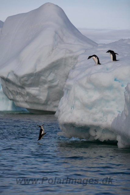 Adelie Penguins_MG_7118