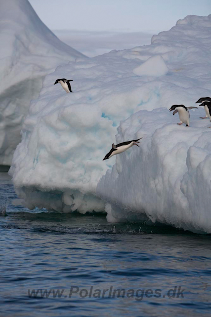 Adelie Penguins_MG_7123