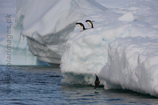 Adelie Penguins_MG_7129