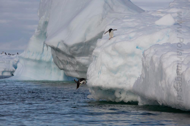 Adelie Penguins_MG_7130