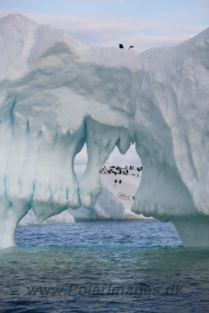 Adelie Penguins_MG_7140