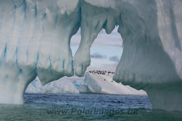 Adelie Penguins_MG_7149