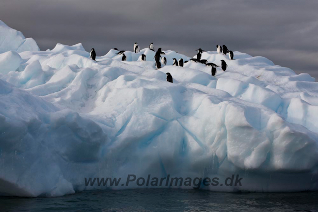 Adelie Penguins_MG_7162