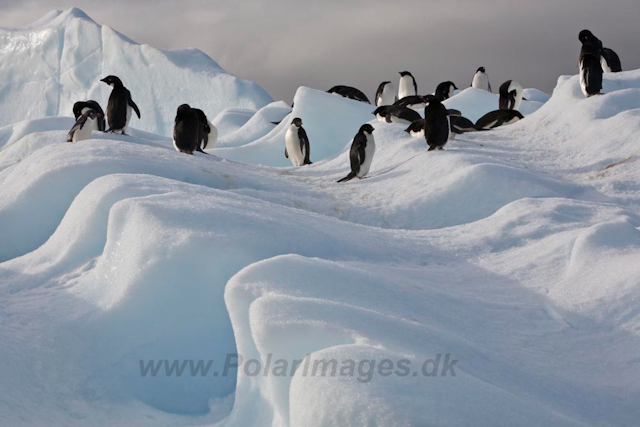 Adelie Penguins_MG_7168