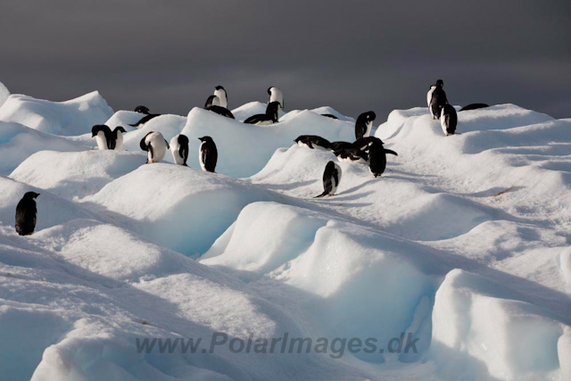 Adelie Penguins_MG_7176