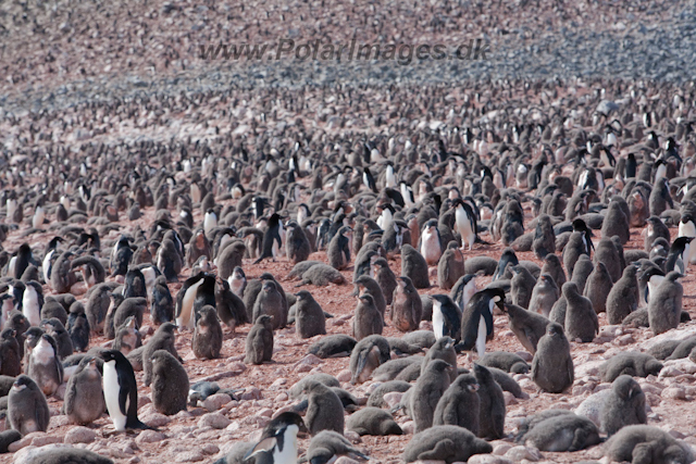 Adelie Penguins, Paulet Island_MG_6889