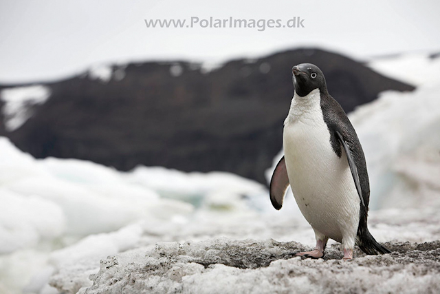 Adelie penguin_MG_0894