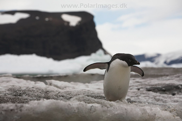 Adelie penguin_MG_0900