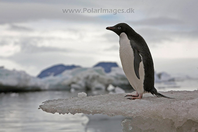 Adelie penguin_MG_0908