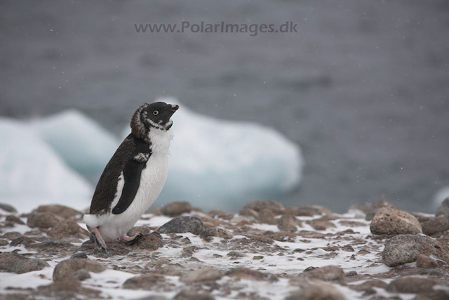 Adelie penguin, Paulet Island, March_MG_2728