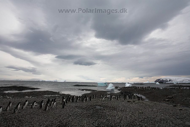 Adelie penguins, Brown Bluff_MG_0634